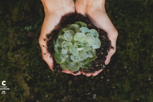 Empresas y ODS noviembre 2025